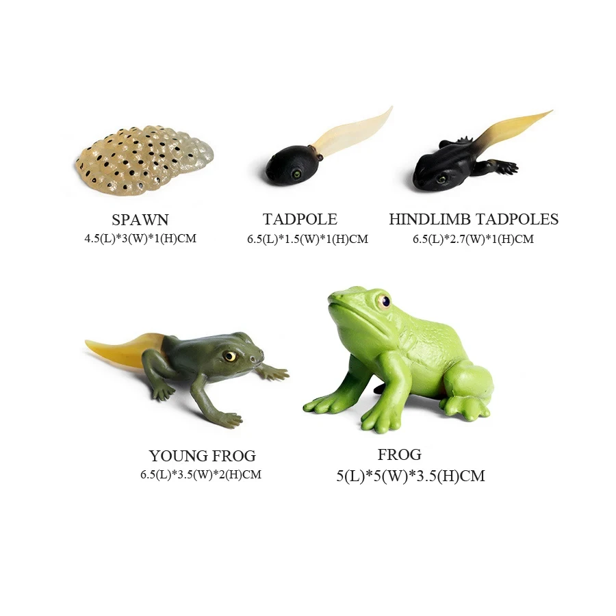 Modele żab figurki zwierząt z  – Kids Toys Reviews recenzja i cena